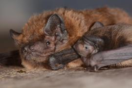  Name Laurent Arthur - Noctule de Leisler