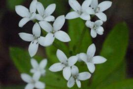 Liliane Roubaudi - Gaillet odorant