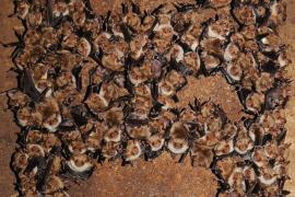 Ludovic Jouve - colonie de Grands murins