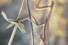 Mante religieuse - B.Pawlica