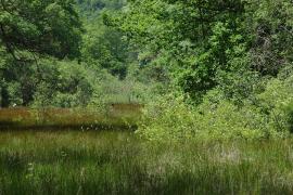 Marais RNN Chalmessin ©Romaric Leconte