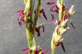 Molinie bleue ©Bertrant Bui