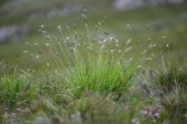 P. Le Driant - Seslérie bleuâtre