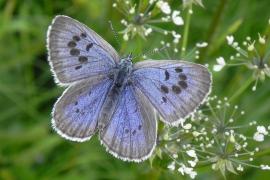 Philippe Mothiron - Azuré du serpolet