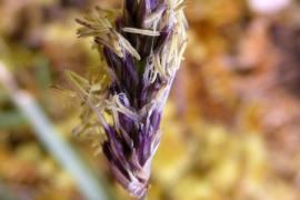 Sesleria caerulea ©Jean-Claude Calais