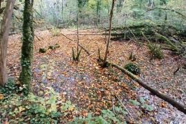 Thomas Volpoet - Marais forestier Tufière de Rolampont