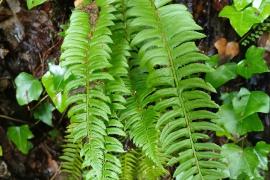 Thomas Volpoet - Polysticum lonchitis.