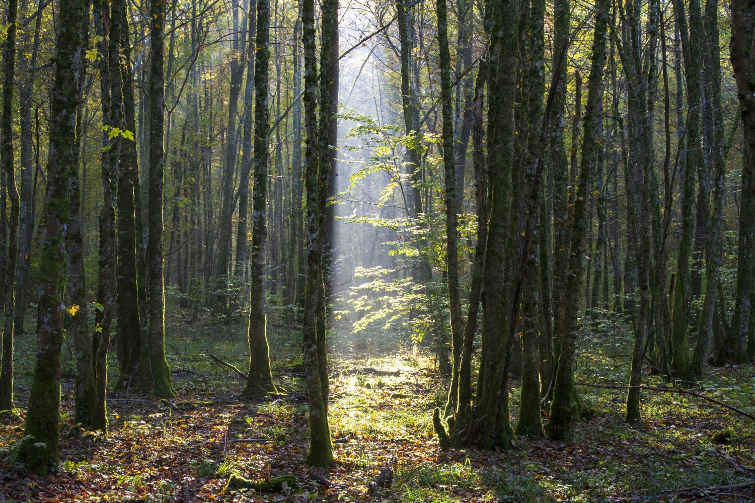 Photo nature de la réserve intégrale