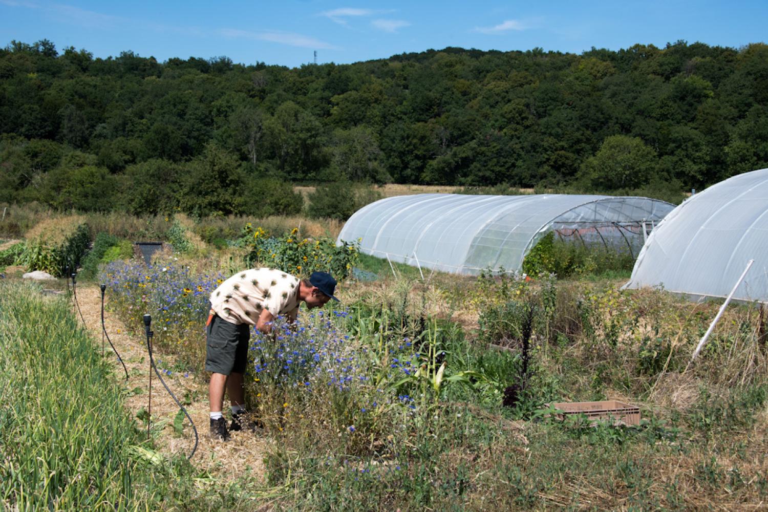 Photo : Céline Lecomte / Aujon nos légumes (Saint-Loup-sur-Aujon)