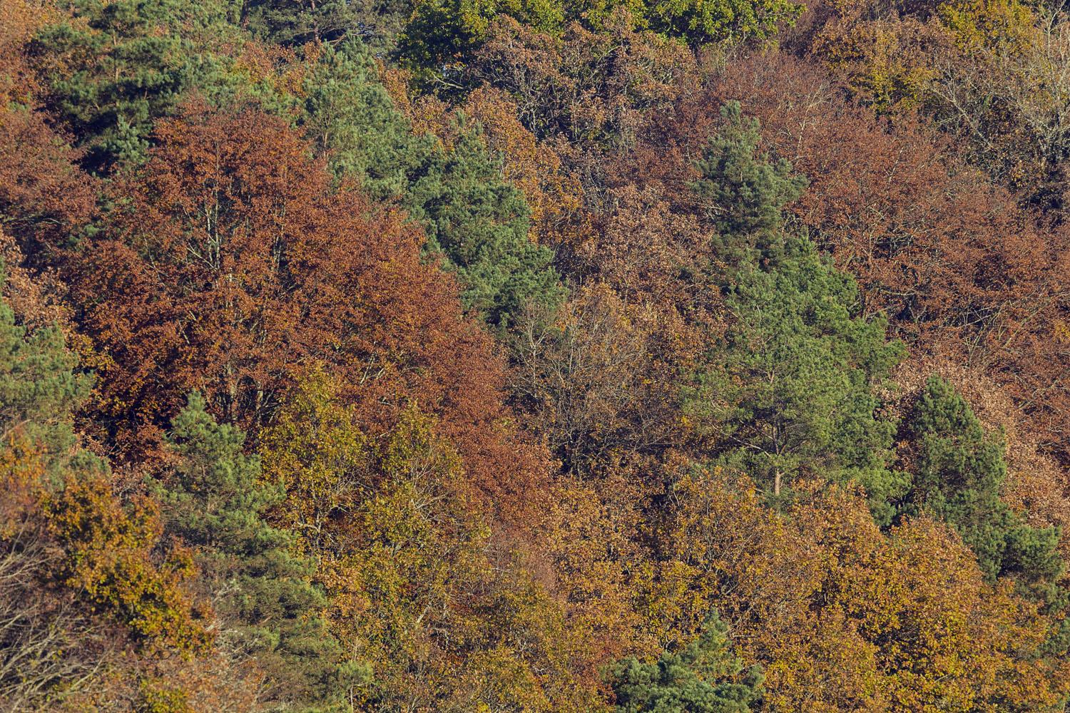 automne