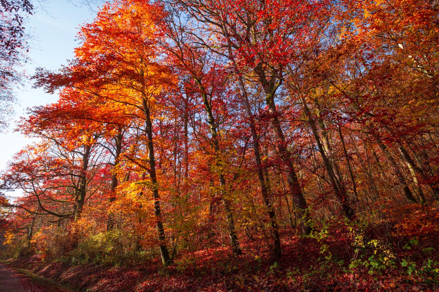 automne