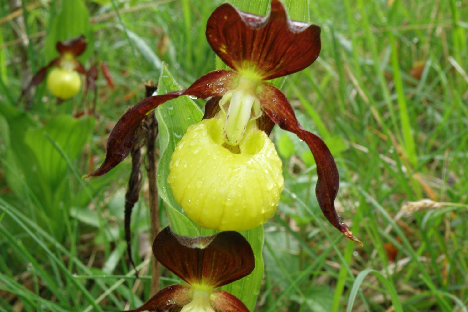 cchristophe_gallemant_-_sabot_de_venus_14.jpg