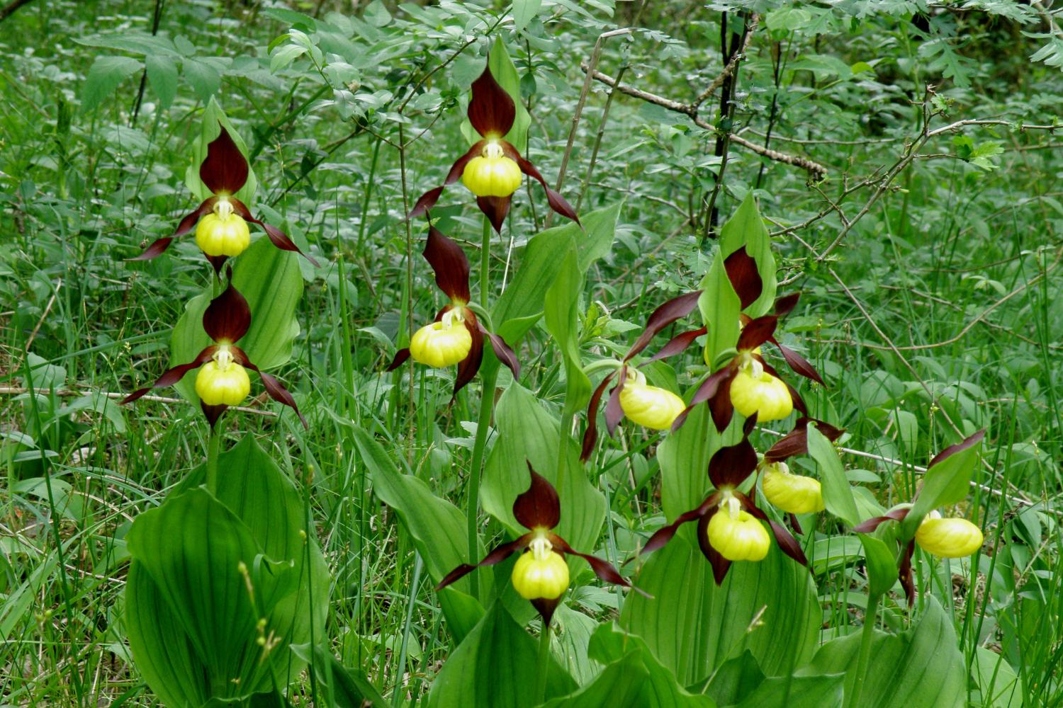 sabot_venus_valclavin_180511cgallemant_5.jpg