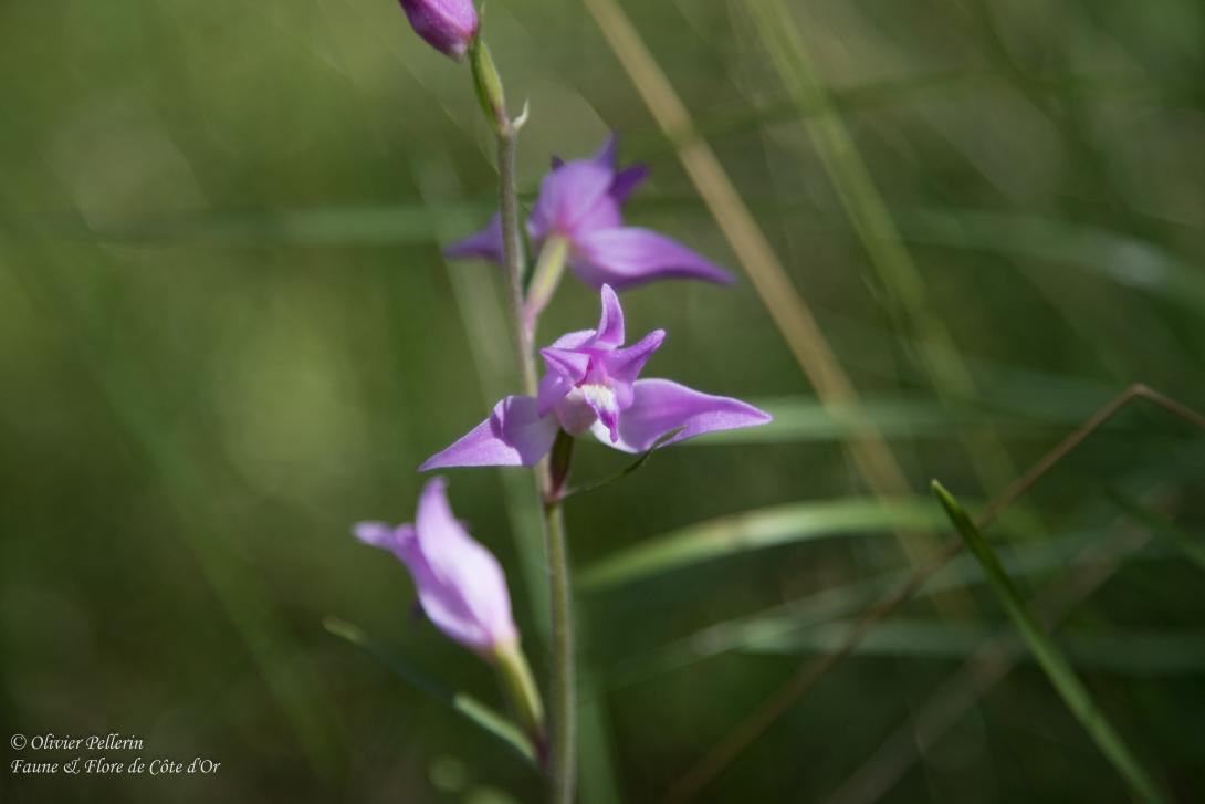 Fleur