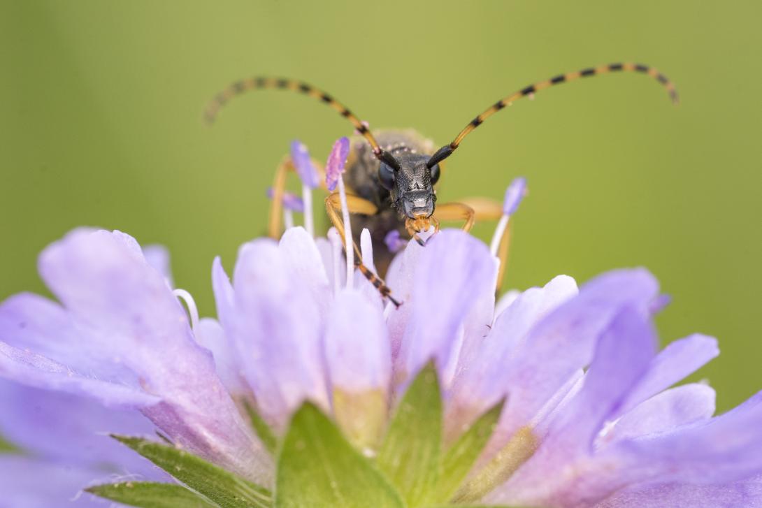 Insecte