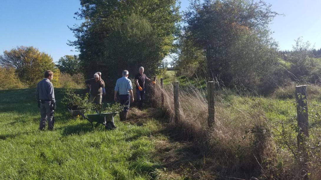 Vava plantation d'une haie