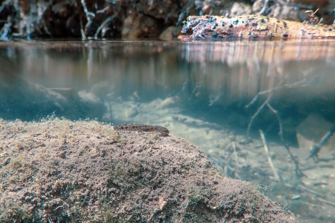 Larve de salamandre Benjamin Pawlica