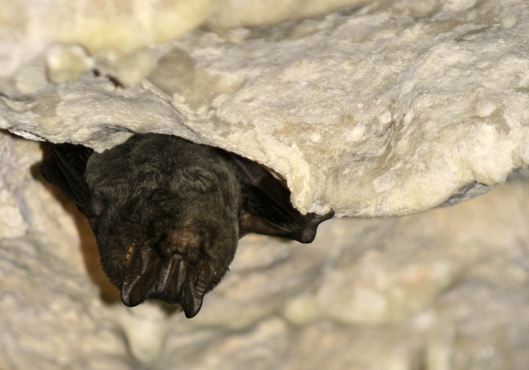 Barbastelle chauve-souris