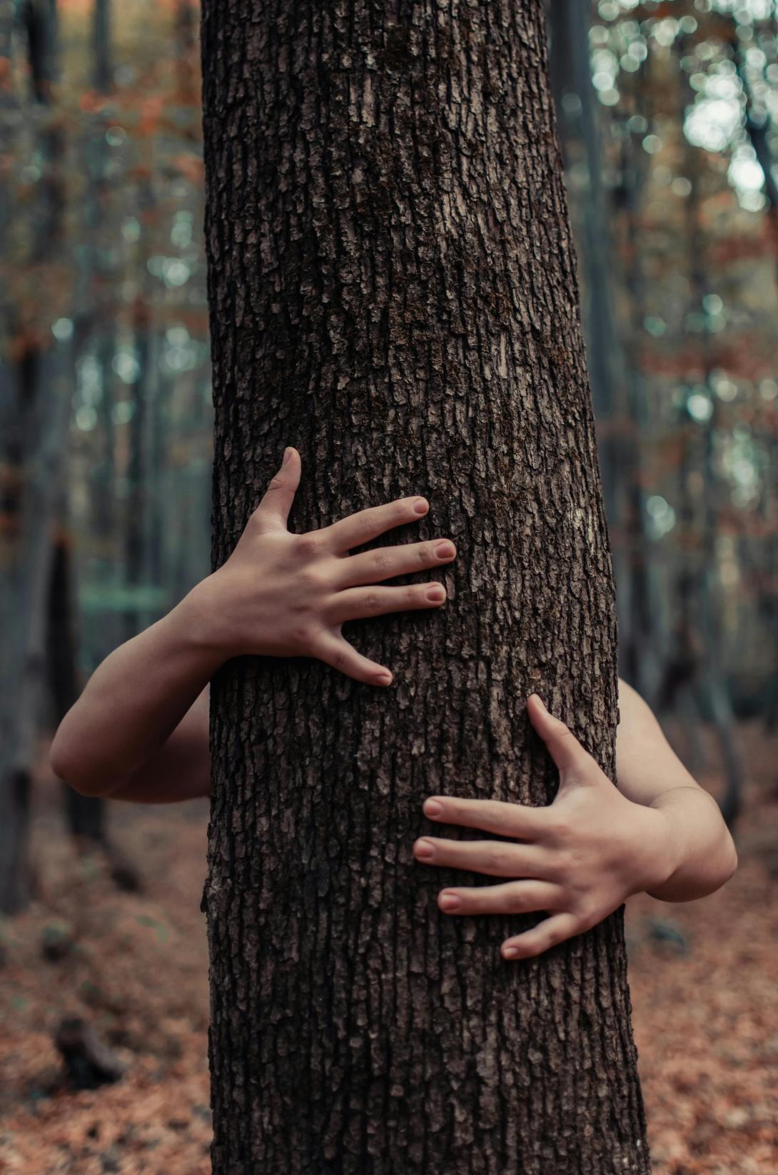 Câlin à un arbre