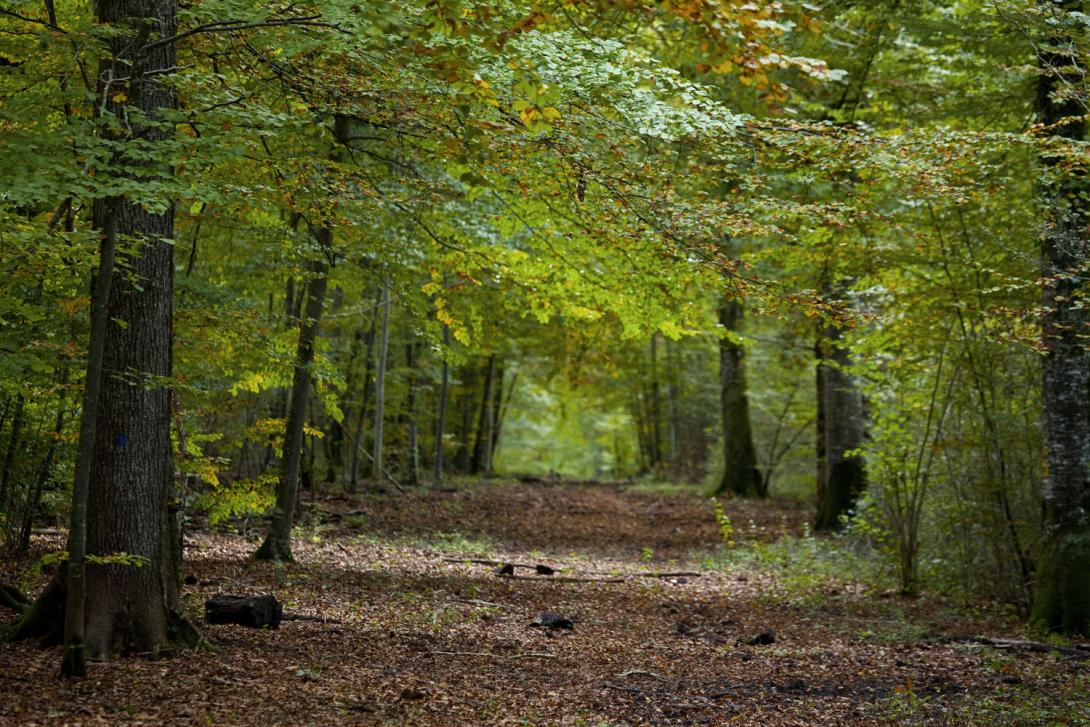 forêt