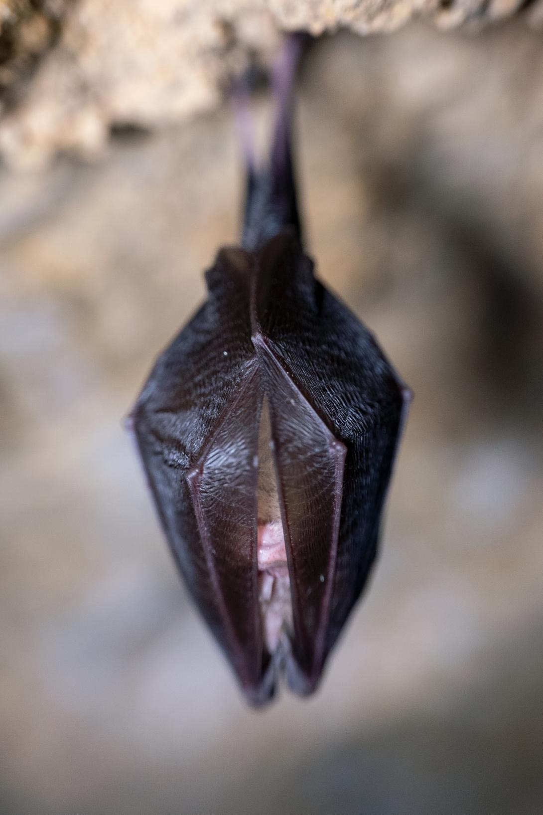 Photo : Benjamin Pawlica / Petit rhinolophe