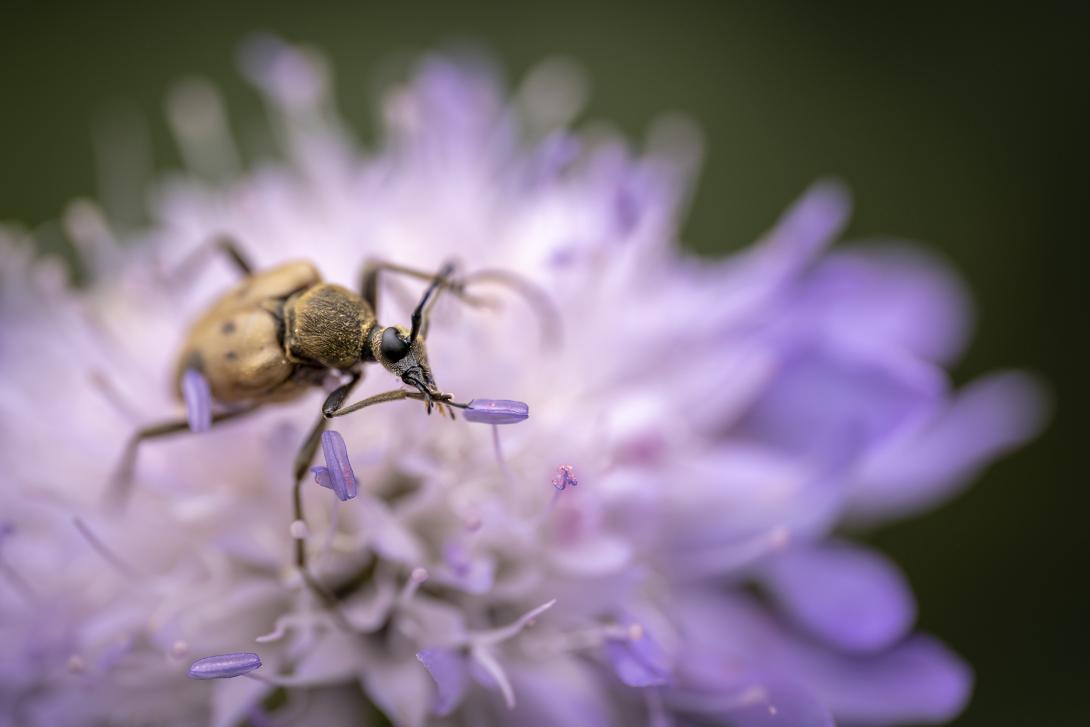 insecte