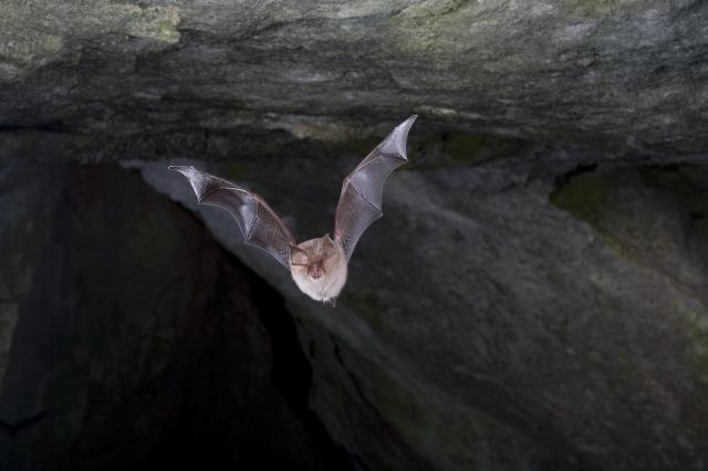 chauve-souris
