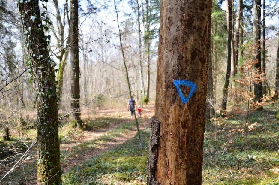 Arbre bio
