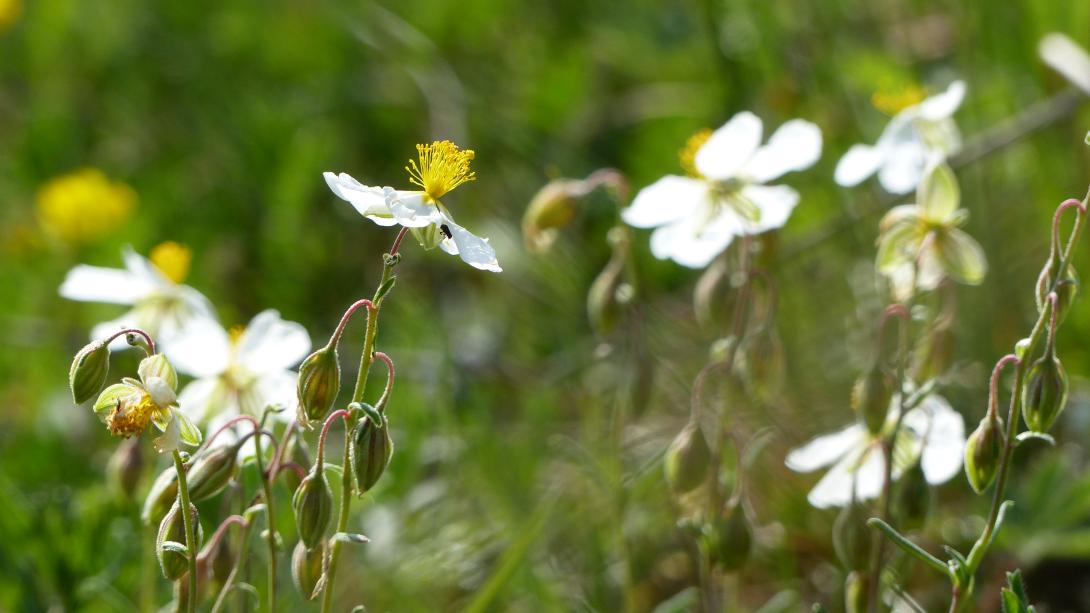 Hélianthème des Apennins