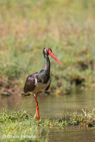 Cigogne Noire - Olivier Pellerin