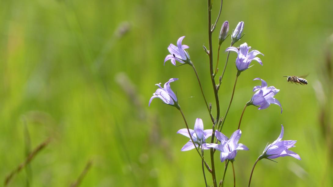 abeille_sauvage_c_romaric_leconte.jpg