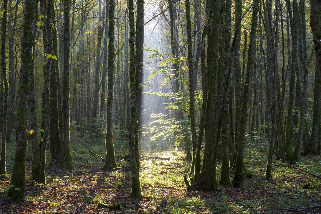 c_parc_national_de_forets-eric_girardot_0190_1.jpg