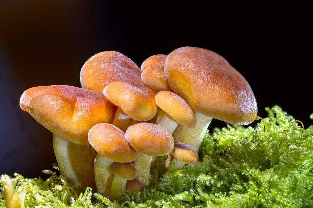 mushrooms-g9bc56afb7_1280.jpg